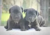 Additional photos: Cane Corso puppies