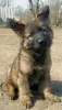 Additional photos: German Shepherd puppies