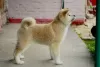 Additional photos: Akita Inu