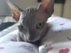 Photo №1. sphynx-katze - for sale in the city of Daugavpils | negotiated | Announcement № 24620