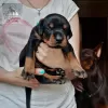 Photo №1. dobermann - for sale in the city of Chernigov | negotiated | Announcement № 62328