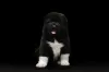 Photo №1. american akita - for sale in the city of Krasnodar | 660$ | Announcement № 8180