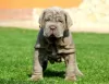 Photo №1. neapolitan mastiff - for sale in the city of Rome | negotiated | Announcement № 97857