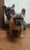 Photo №2 to announcement № 41665 for the sale of french bulldog - buy in Germany private announcement