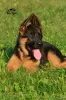 Additional photos: TSARI & GRANT German Shepherd Kennel offers puppies