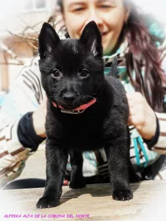 Photo №1. schipperke - for sale in the city of Vladimir | 613$ | Announcement № 6219