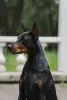 Photo №4. Mating dobermann in Russian Federation. Announcement № 125543