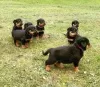 Photo №1. rottweiler - for sale in the city of Włocławek | 370$ | Announcement № 105506