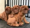 Photo №1. dogue de bordeaux - for sale in the city of Helsinki | negotiated | Announcement № 120657