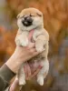 Photo №4. I will sell shiba inu in the city of Minsk. from nursery - price - negotiated