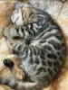 Additional photos: Bengal kittens for sale