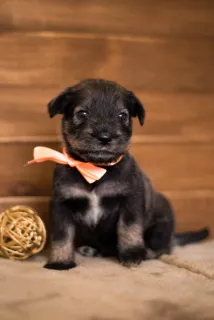 Additional photos: Mittelschnauzer puppies are offered, very beautiful, cute and playful)