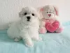 Photo №1. maltese dog - for sale in the city of Антверпен | Is free | Announcement № 125095