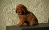 Additional photos: Mini Poodle, red and apricot colors