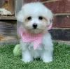 Photo №1. maltese dog - for sale in the city of Traun | 371$ | Announcement № 107547