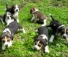 Photo №1. beagle - for sale in the city of Vadaktai | 359$ | Announcement № 37092