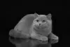 Photo №1. british shorthair - for sale in the city of Криводановка | negotiated | Announcement № 115056