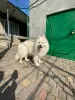 Additional photos: Samoyed premium puppies