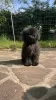 Photo №1. poodle (toy) - for sale in the city of Болонья | 528$ | Announcement № 45495