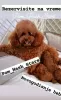 Additional photos: Toy Poodle puppies