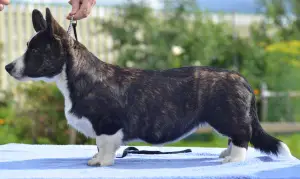 Photo №3. Welsh Corgi cardigan, puppies. Russian Federation