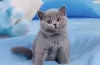 Photo №1. british shorthair - for sale in the city of Пршибрам | 7500$ | Announcement № 72159