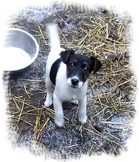 Photo №1. fox terrier - for sale in the city of Kharkov | 300$ | Announcement № 5047