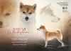 Photo №3. Shiba Inu dogs available for reservation. Poland