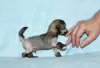 Photo №1. chinese crested dog - for sale in the city of Москва | 325$ | Announcement № 39509