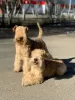 Photo №1. lakeland terrier - for sale in the city of Neftekamsk | negotiated | Announcement № 42301