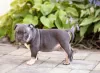 Photo №1. american bully - for sale in the city of Voronezh | 1380$ | Announcement № 25725