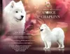 Additional photos: Lovely Snow Diamonds Samoyed Kennel (HU)