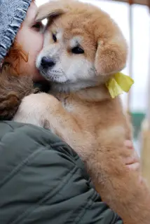 Additional photos: Akita Inu puppies from titled parents