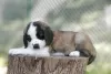 Photo №4. I will sell st. bernard in the city of Gornji Milanovac. breeder - price - negotiated