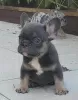 Photo №2 to announcement № 111120 for the sale of french bulldog - buy in Serbia breeder