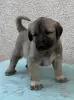 Additional photos: Turkish Kangal puppies