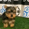 Photo №3. Yorkie puppies. United States