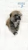 Photo №3. Akita inu puppies. Russian Federation