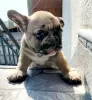 Additional photos: French bulldog puppy