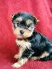 Photo №1. yorkshire terrier - for sale in the city of Linz | Is free | Announcement № 98107