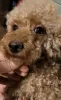 Additional photos: Toy poodle