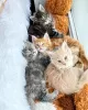 Photo №2 to announcement № 24921 for the sale of maine coon - buy in Saudi Arabia 