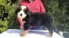 Photo №3. Bernese Mountain Dog puppies. Serbia