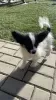 Photo №1. papillon dog - for sale in the city of Ödeshög | Is free | Announcement № 83999