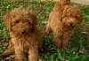 Photo №1. poodle (toy) - for sale in the city of Tsieskula | Is free | Announcement № 129436