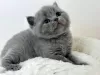 Photo №2 to announcement № 88665 for the sale of british shorthair - buy in United States private announcement