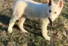 Additional photos: White German Shepherd puppies