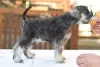 Additional photos: Miniature Schnauzer pepper and salt