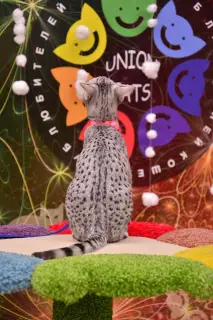 Photo №2 to announcement № 1149 for the sale of egyptian mau - buy in Belarus breeder