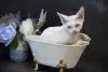 Photo №4. I will sell devon rex in the city of Буффало Гров. breeder - price - negotiated